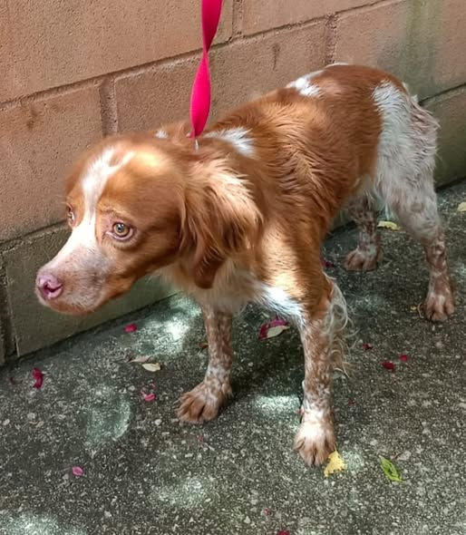 Marmalade just after being rescued.