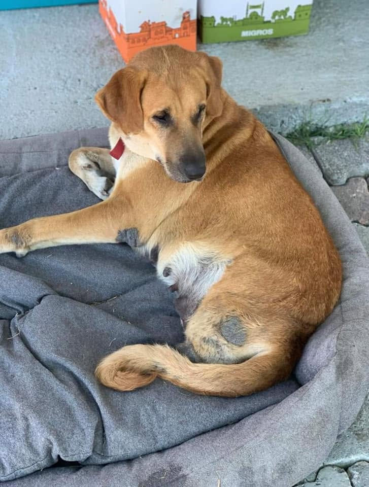 Blossom after her double amputation