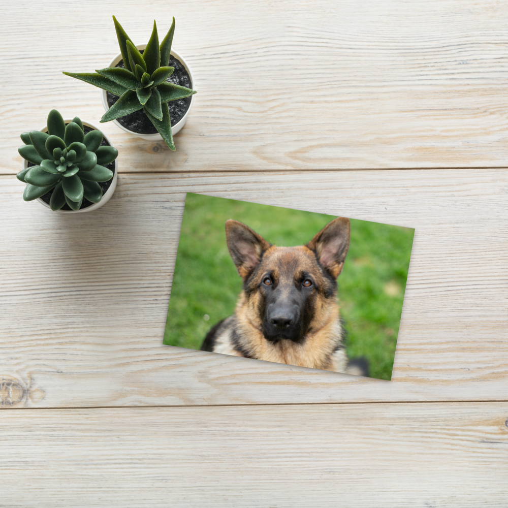 Dino the German Shepard Dog Postcard