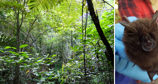 Listening out for bats in Southeast Asia | Natalie Yoh
