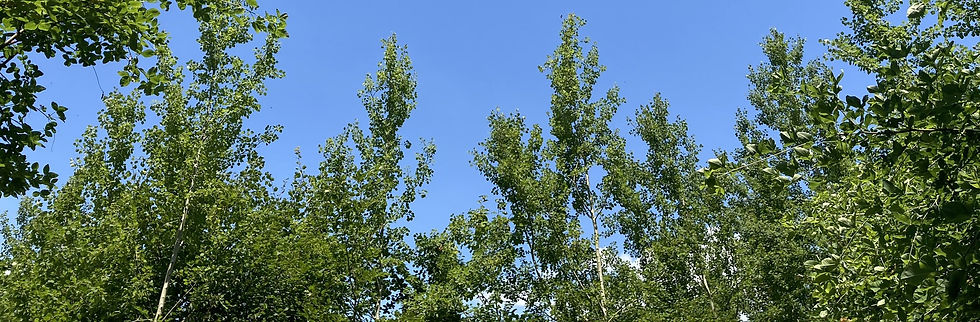 Prendre soin des arbres, forêts et écosystème pour un monde durable