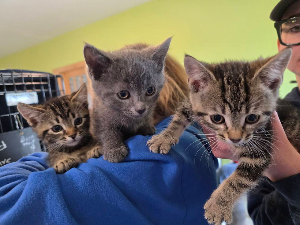 Thumbnail: Lucy Glasgow Litter