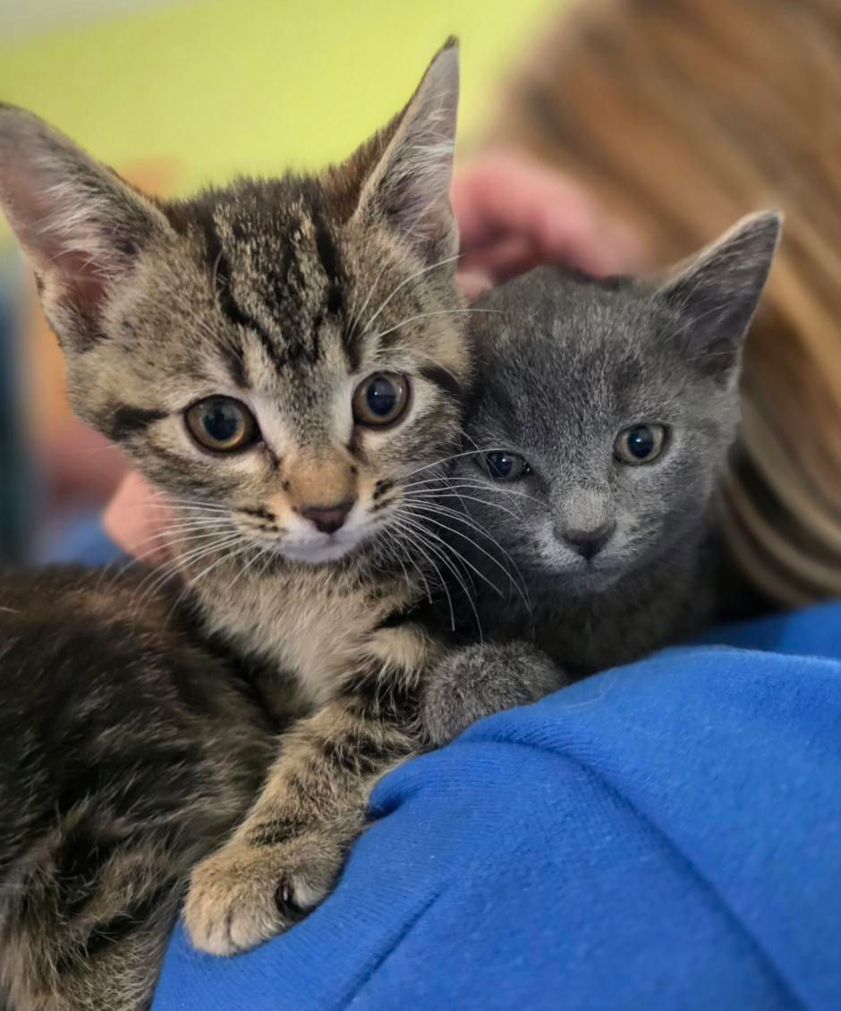 Thumbnail: Lucy Glasgow Litter