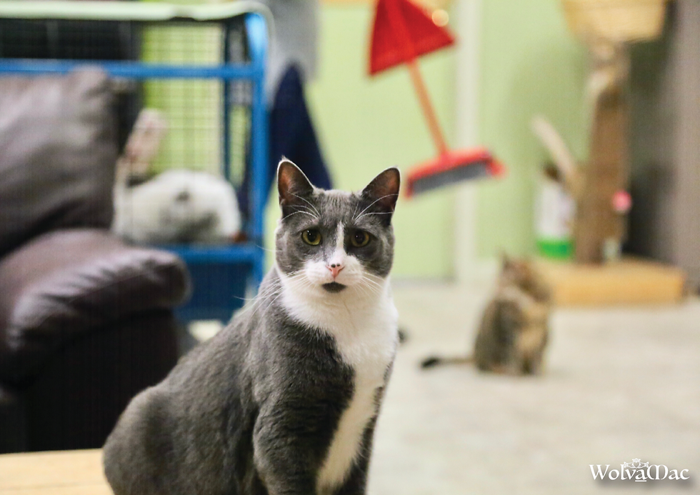 Adoption Centre 23 - Mar 18