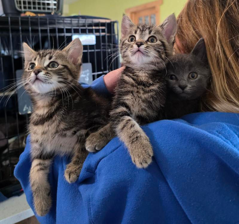 Lucy Glasgow Litter