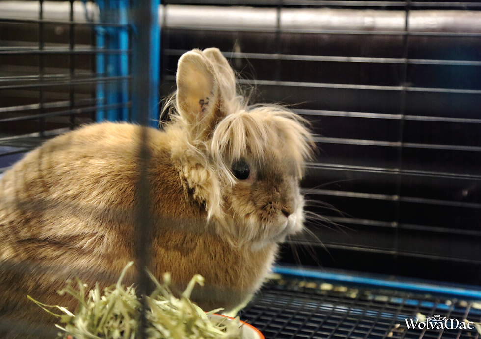 Adoption Centre 12 - Mar 18