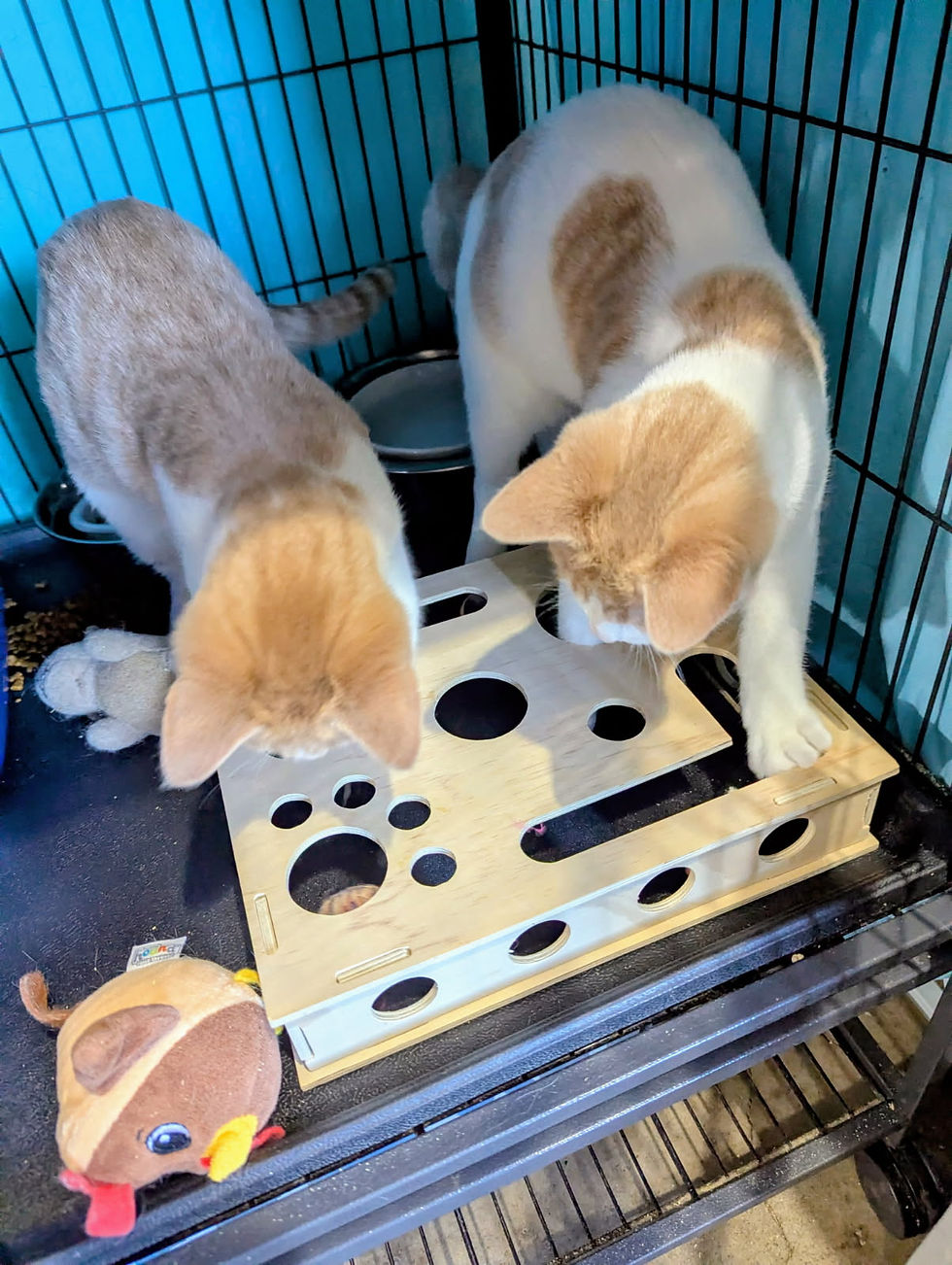 Thumbnail: Country Living Kittens