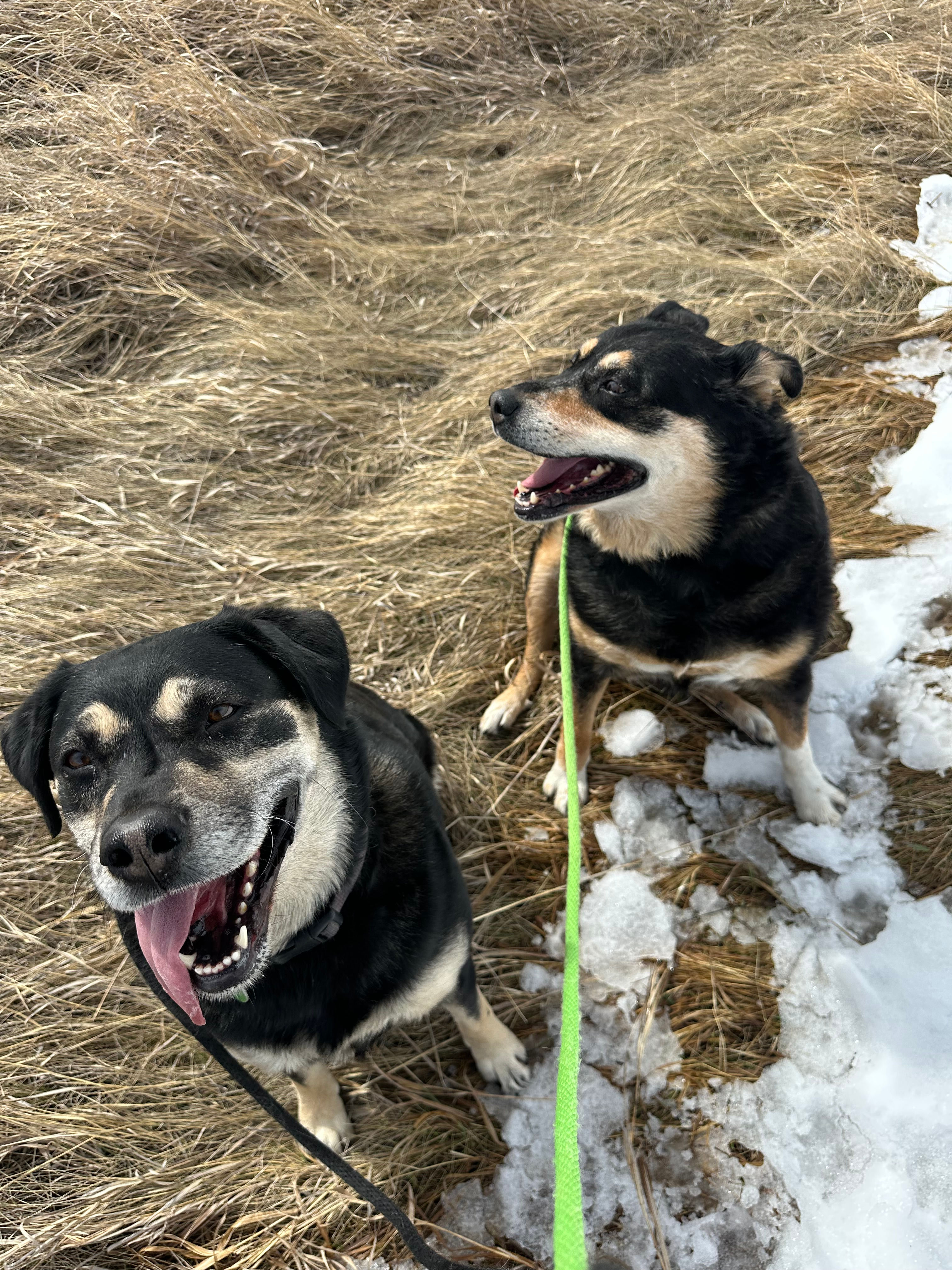 Trixie & Chloe