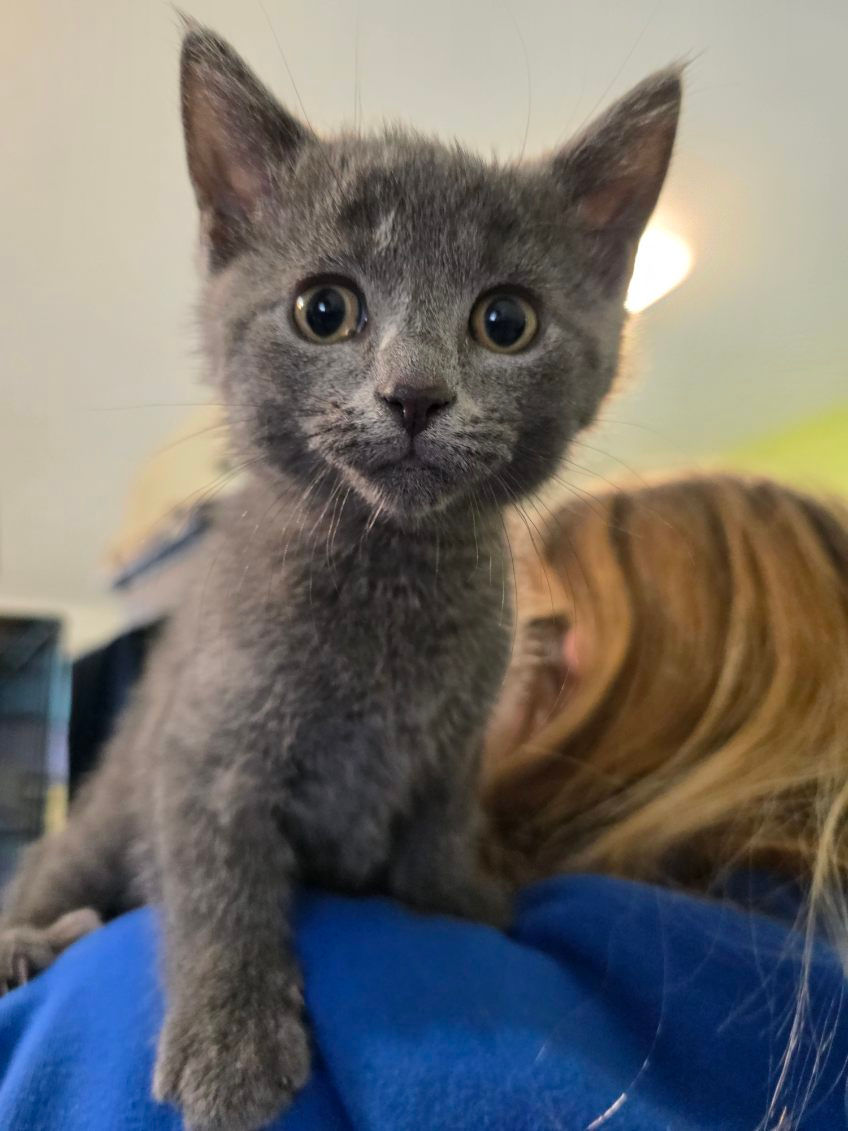 Thumbnail: Lucy Glasgow Litter