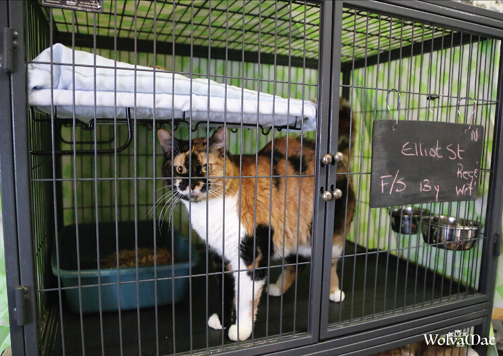 Adoption Centre 28 - Mar 18