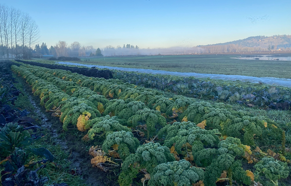 Minto Island Growers PNW CSA Farms
