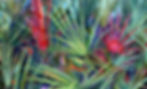 DSC_1003.jpeg