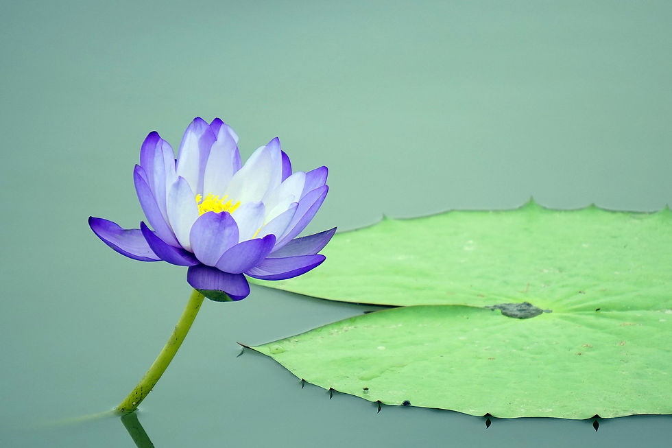 lotus-ffflower-4362254_1920.jpg