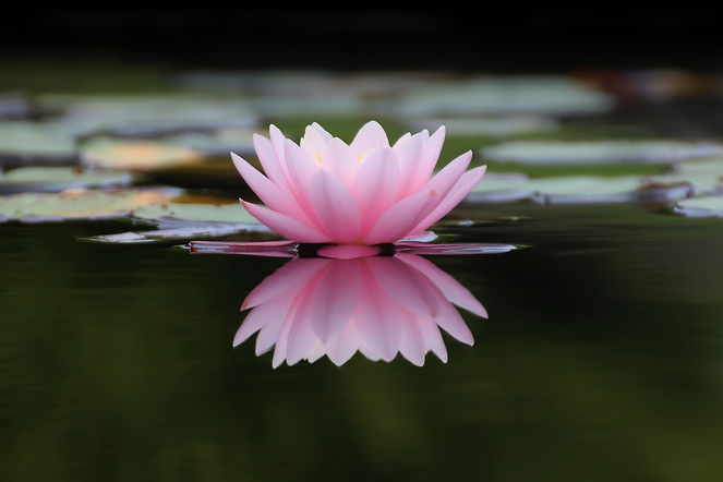 nature-3050870_1920.jpg