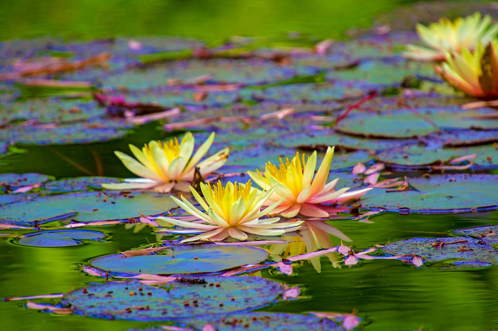water-lily-4334314_1920.jpg