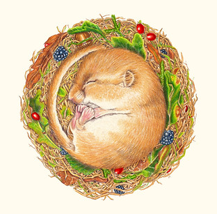Colour pencil illustration drawing of a dormouse curled up sleeping in leaves, UK wildlife