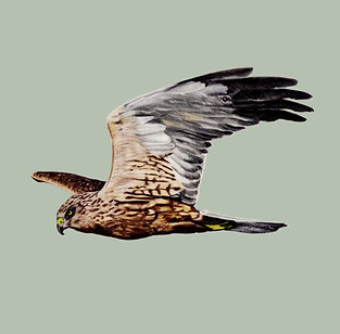 Colour pencil marsh harrier drawing in flight on light khaki background