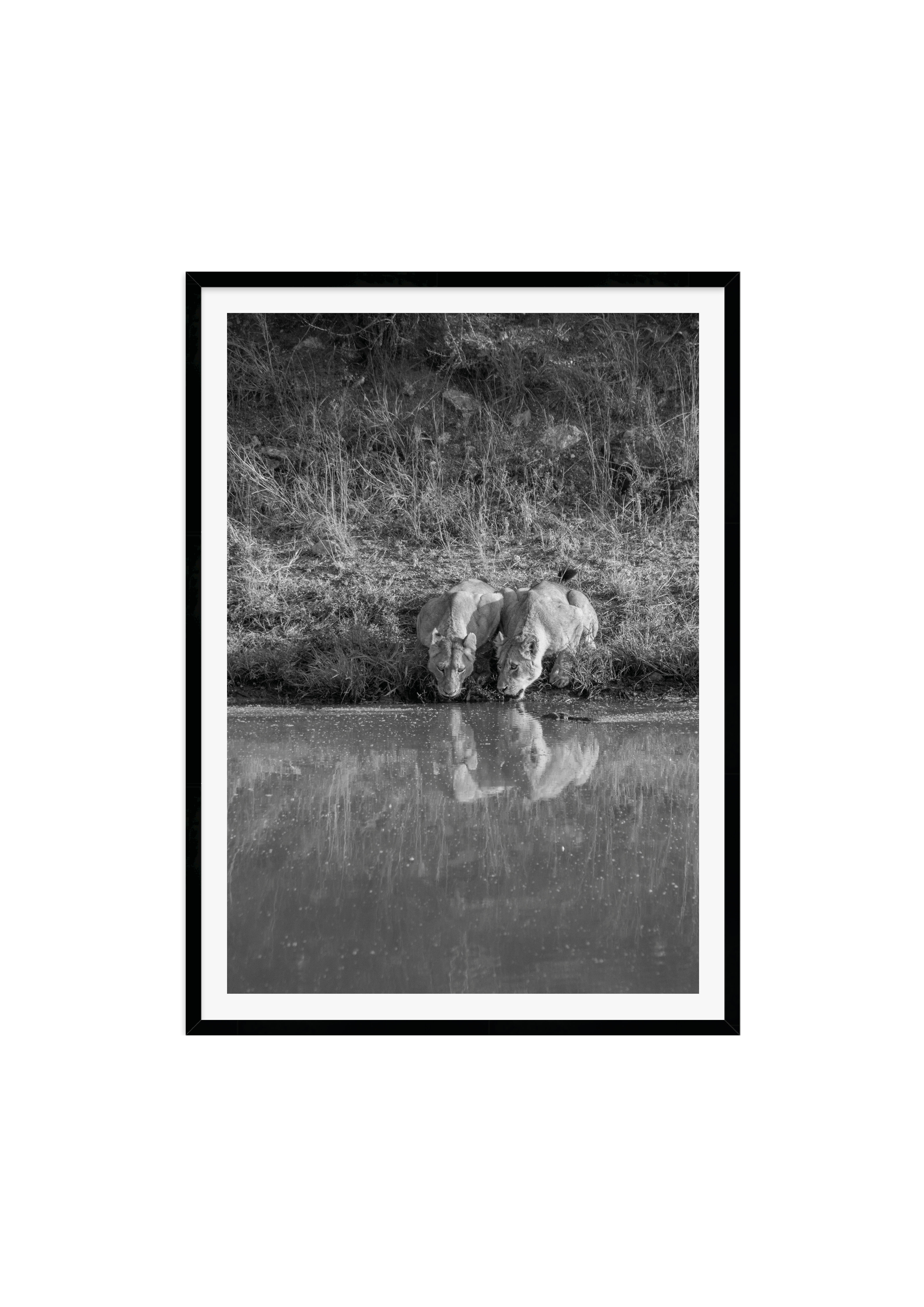 Lions drinking