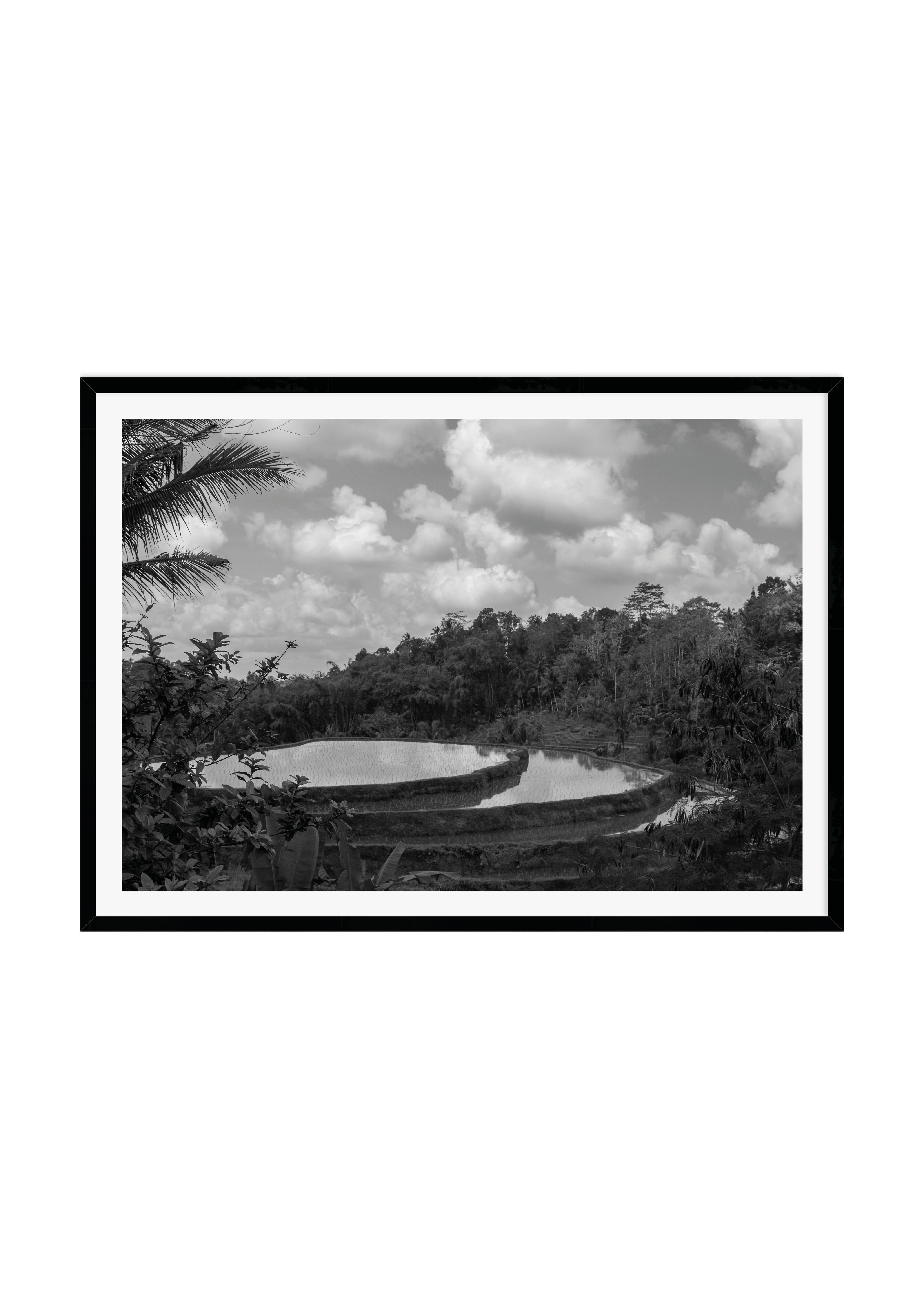 Rice Fields