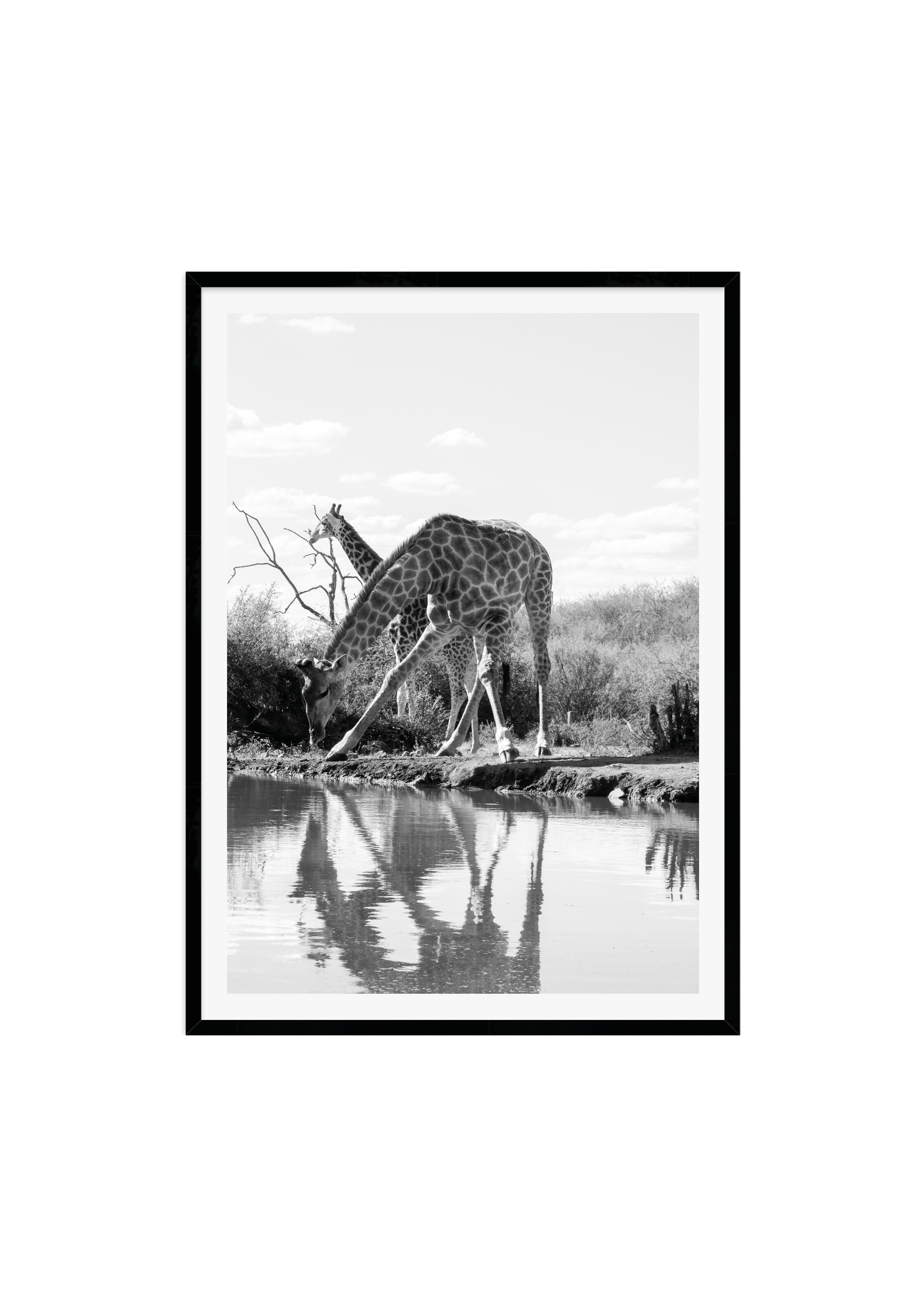 drinking Giraffe