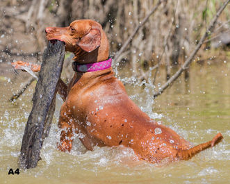 June 2018 "Pin Up Vizsla"