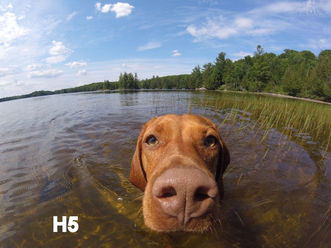 April 2019 "Pin-up" Vizsla