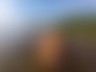 April 2019 "Pin-up" Vizsla