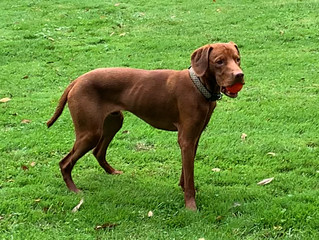 Stanley has been adopted!