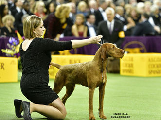 Falko at Westminster