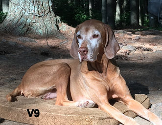May 2019 "Pin-up" Vizsla