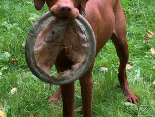 Stanley Needs a New Home!