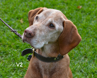 June '20 Pin-up Vizsla