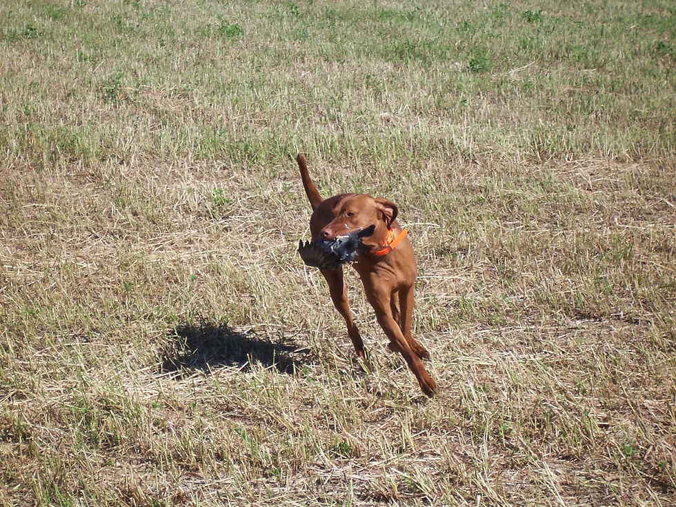 Vizsla with bird in mouth