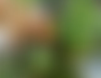 April 2018 "Pin Up Vizsla"