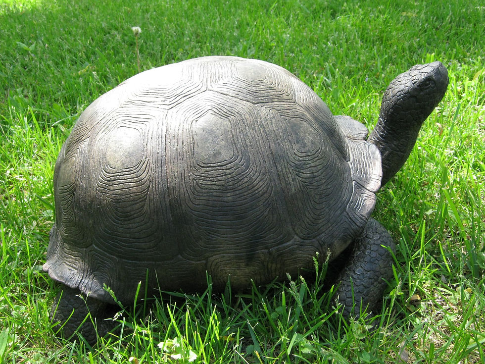 Mr.+Galapagos+outside.JPG