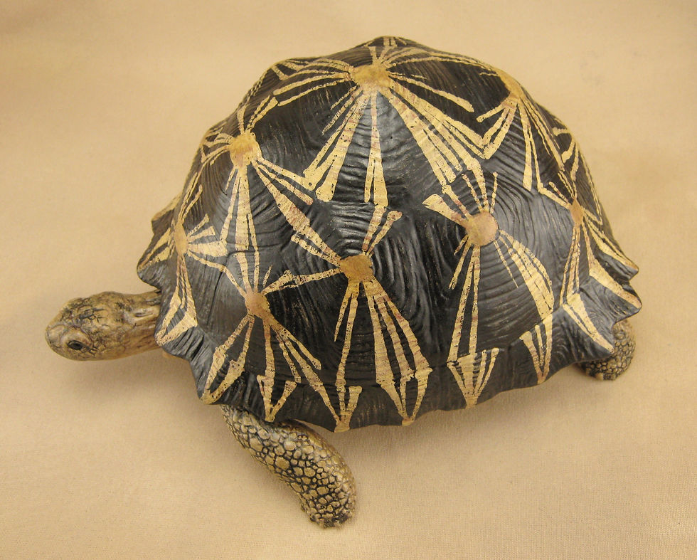 Radiated Tortoise.JPG