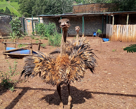 Ostrich Main.jpg