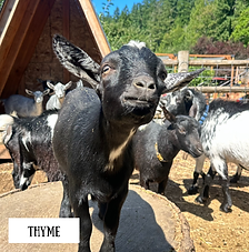 Honey Bunny.zip - 47.PNG