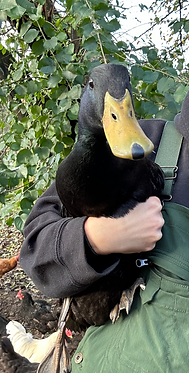 Screenshot 2025-07-14 at 9.48.52 PM.png