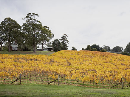 View Bundaleera Vineyard Relbia Tasmania in Autumn
