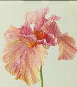 Pink paper flower by Elizabeth Birchwood