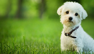 small-dog.jpg