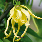 Ylang-ylang