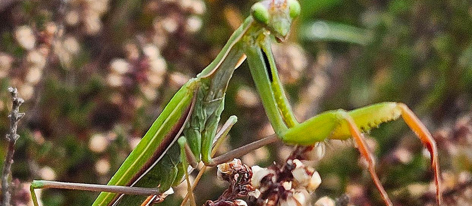 New Forest Biodiversity News - August-September 2025