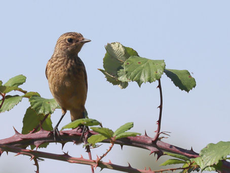 Green Hill Farm Biodiversity Report 2025