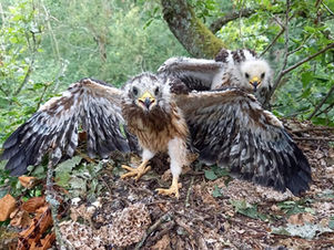 New Forest Raptor Monitoring Programme - Autumn 2025 update