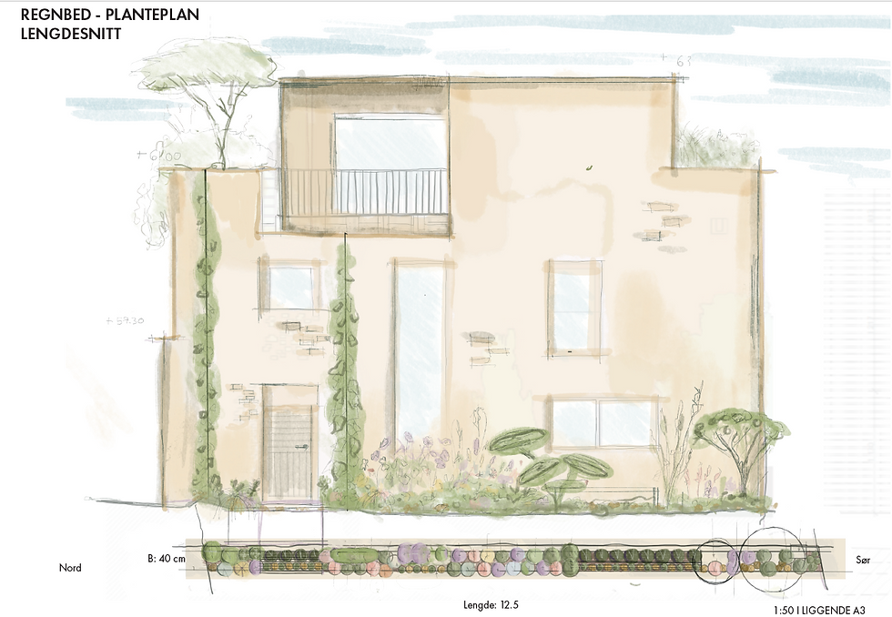 Planteplan og snitt for regnbed