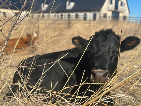 Cow_NEARBARN.jpg