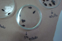 Estadios de triatominos