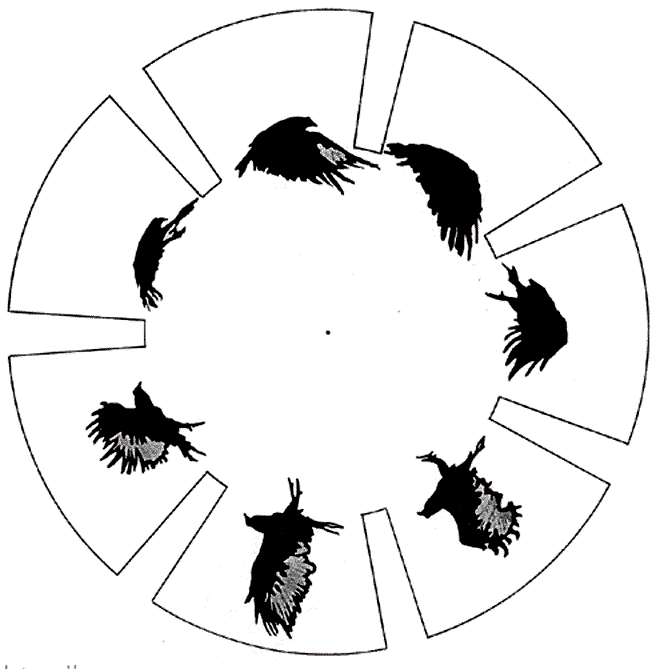 vulture. phenakistoscope.gif